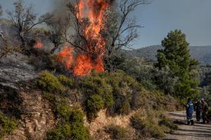 Φλόγες καίνε χόρτα και δέντρα