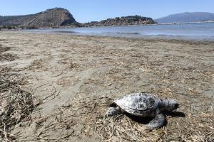 Ακόμα μία θαλάσσια χελώνα εντοπίστηκε νεκρή στην περιοχή του Υδροβιότοπου Ναυπλίου - Νέας Κίου, το Σάββατο 15 Ιουνίου 2024. Η άτυχη μικρή σε μέγεθος χελώνα ξεβράστηκε νεκρή από τη θάλασσα στο ύψος της Π.Ε. Αργολίδας Το περιστατικό συμπληρώνεται στον μακρύ κατάλογο με τις νεκρές θαλάσσιες χελώνες που ξεβράζονται στον Αργολικό κόλπο τα τελευταία χρόνια.