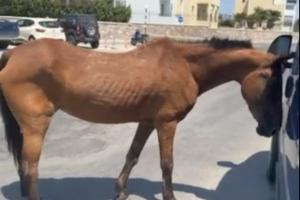 Άλογο μπροστά σε αυτοκίνητο στη Ρόδο εμφανώς υποσιτισμένο και ταλαιπωρημένο από τη ζέστη