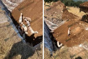 Πρόβατα μέσα σε λάκκο στα Τρίκαλα