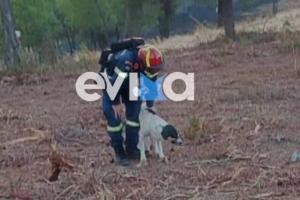 ΠΥΡΟΣΒΕΣΤΗΣ ΣΤΗΝ ΕΥΒΟΙΑ ΣΩΖΕΙ ΣΚΥΛΑΚΙ