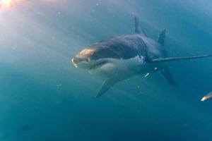 Ένας μεγάλος λευκός καρχαρίας (Carcharodon carcharias) στον Ινδικό Ωκεανό, Gansbaai, Νότια Αφρική
