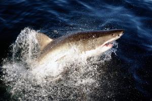 Ένας μεγάλος λευκός καρχαρίας (Carcharodon carcharias) πηδά από το νερό δίπλα σε μια βάρκα στον Ινδικό Ωκεανό, Gansbaai, Νότια Αφρική