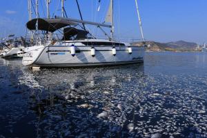 Νεκρά ψάρια στο λιμάνι του Βόλου