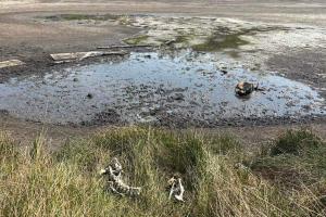 Σκελετοί ζώων στη βραχονησίδα Τσουγκριά