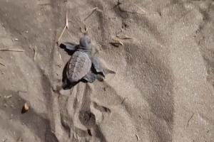 Χελωνάκι Caretta Caretta περπατά στην άμμο στην παραλία του Γαλησσά στη Σύρο
