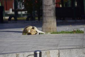 ΑΔΕΣΠΟΤΟΣ ΣΚΥΛΟΣ