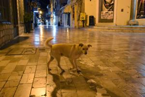 ΑΔΕΣΠΟΤΟΣ ΣΚΥΛΟΣ
