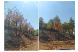 Δάσος