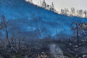 Στάχτες και αποκαΐδια σε δασική έκταση μετά από φωτιά