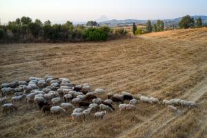 ΠΡΟΒΑΤΑ