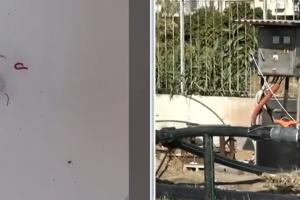 Σκουλίκια σε νερό
