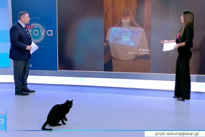 γάτα ΣΚΑΪ
