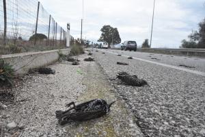 Νεκρά πουλιά στην Αργολίδα