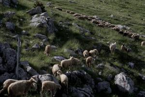 Πρόβατα βοσκάνε σε λιβάδι