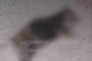 Σκυλί που το έχουν κάψει στην Ηλεία