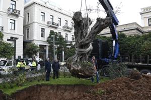 ΕΛΙΑ 700 ΕΤΩΝ