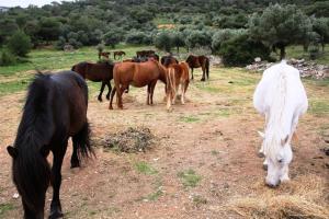 ΑΛΟΓΑ ΥΜΗΤΤΟΣ