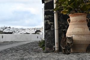 Στιγμιότυπο με γάτα από τα σοκάκια της Σαντορίνης