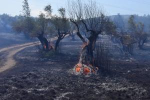 ΕΛΑΙΟΔΕΝΤΡΑ ΕΛΙΕΣ ΠΥΡΚΑΓΙΑ