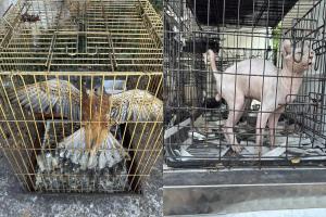 ΠΑΡΑΝΟΜΗ ΕΜΠΟΡΙΑ ΖΩΩΝ ΣΤΟΝ ΓΕΡΑΚΑ ΑΤΤΙΚΗΣ
