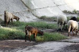 Αιγοπρόβατα