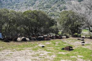 Κοπάδι Αιγοπροβάτων