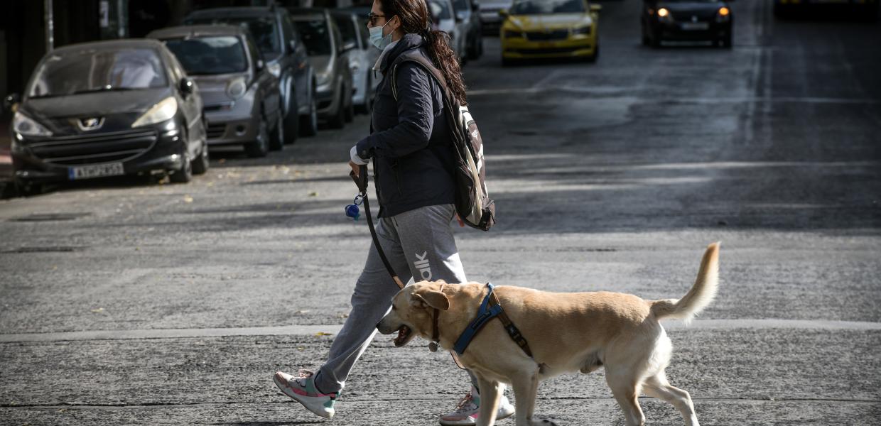 κωδικός 6 άθληση σκύλος 