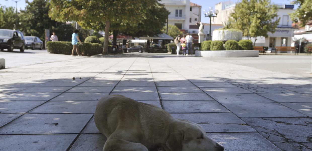 Αδέσποτο σκυλί