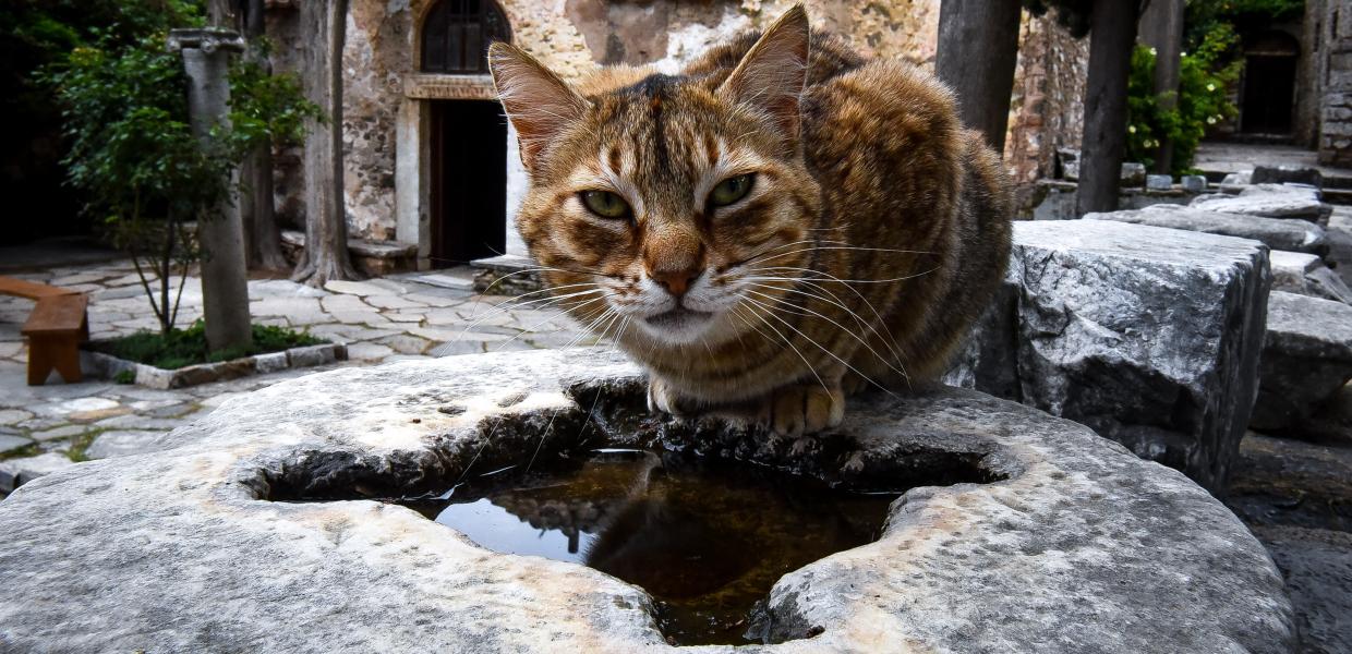 ΓΑΤΑ