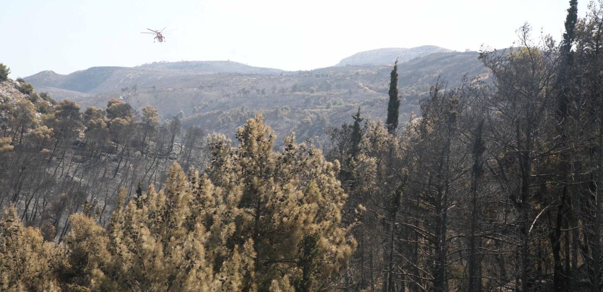 Δάσος Αττική - Μαραθώνας