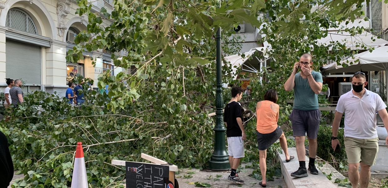 ΜΗΤΡΟΠΟΛΕΩΣ ΠΤΩΣΗ ΔΕΝΤΡΟΥ