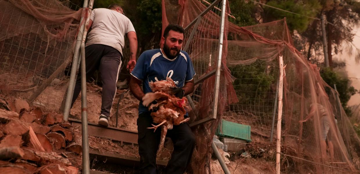 Άνδρας σώζει κότες από φωτιά στο Πευκί Εύβοιας, 8 Αυγούστου.