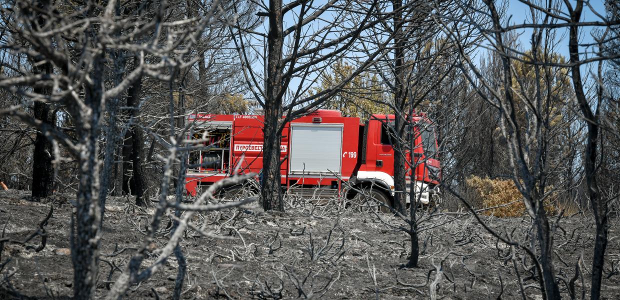 Καμένο δάσος στη Δροσοπηγή Αττικής, 7 Αυγούστου 2021.
