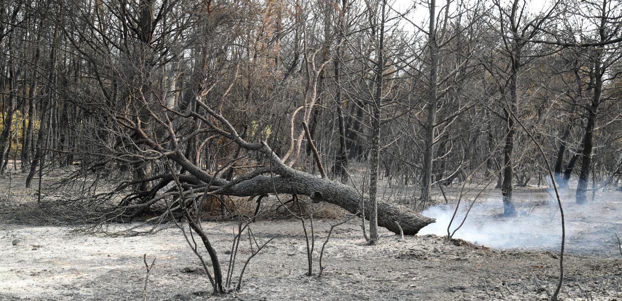 Πυρκαγιά στη Βαρυμπόμπη