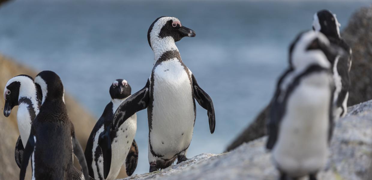 Αφρικανικοί πιγκουίνοι 