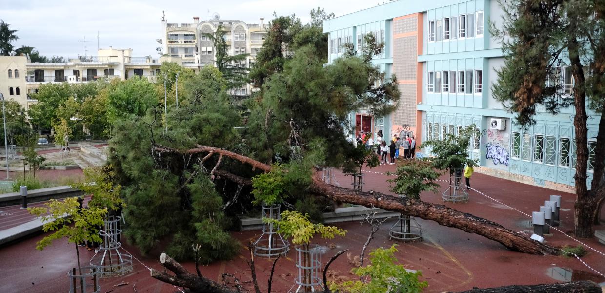 Πτώση δέντρου στη Θεσσαλονίκη