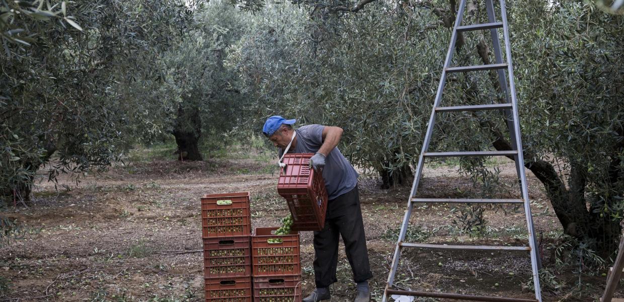 Ελιές στη Χαλκιδική