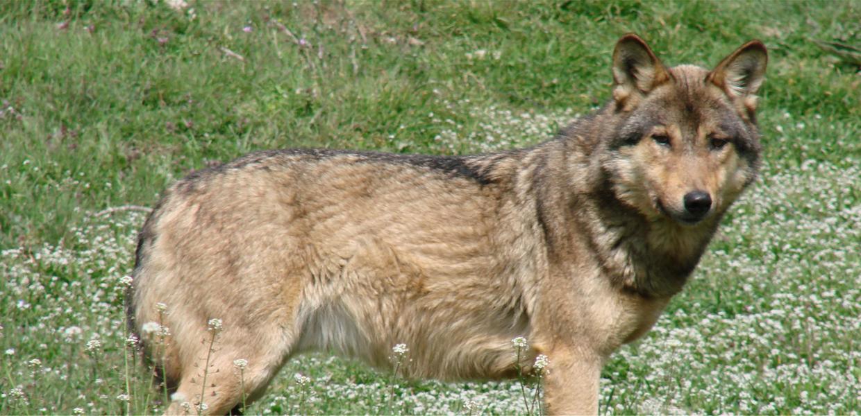 LYKOS 