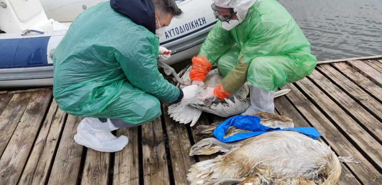 ΝΕΚΡΟΙ ΑΡΓΥΡΟΠΕΛΕΚΑΝΟΙ 