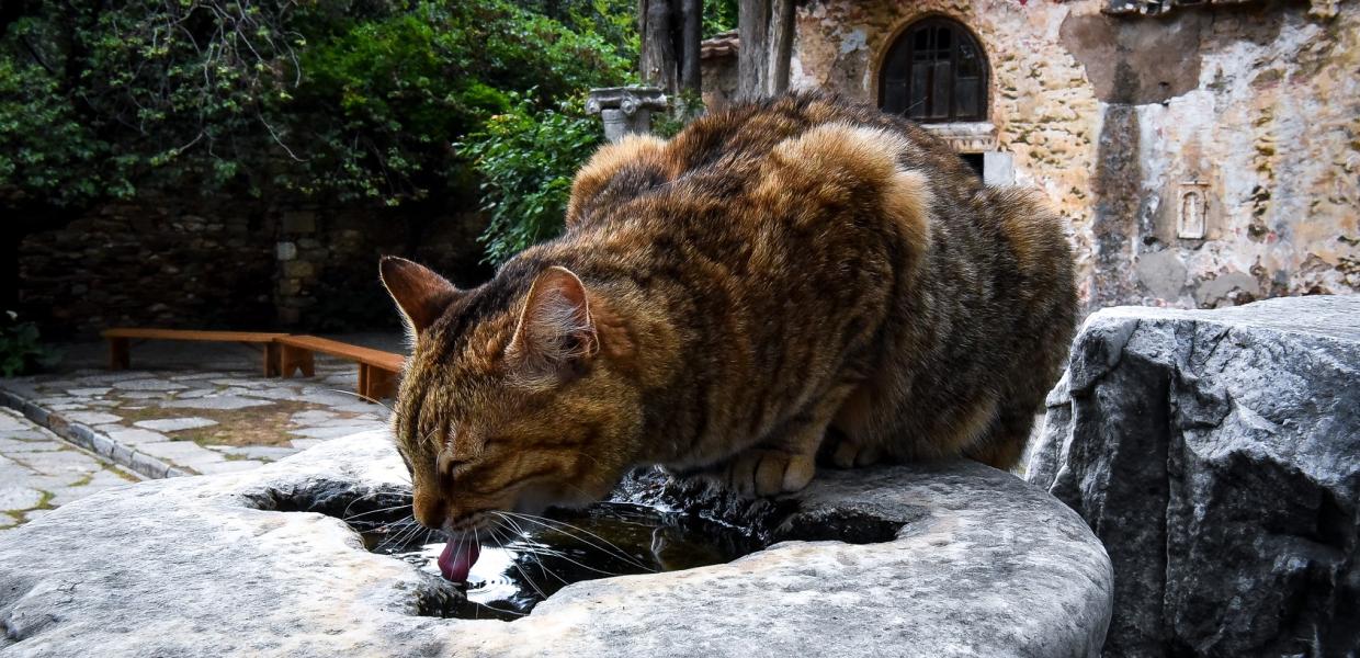 ΓΑΤΑ