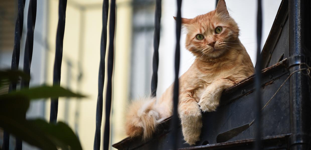 Γάτα κάθεται σε σκαλιά, 2019. 