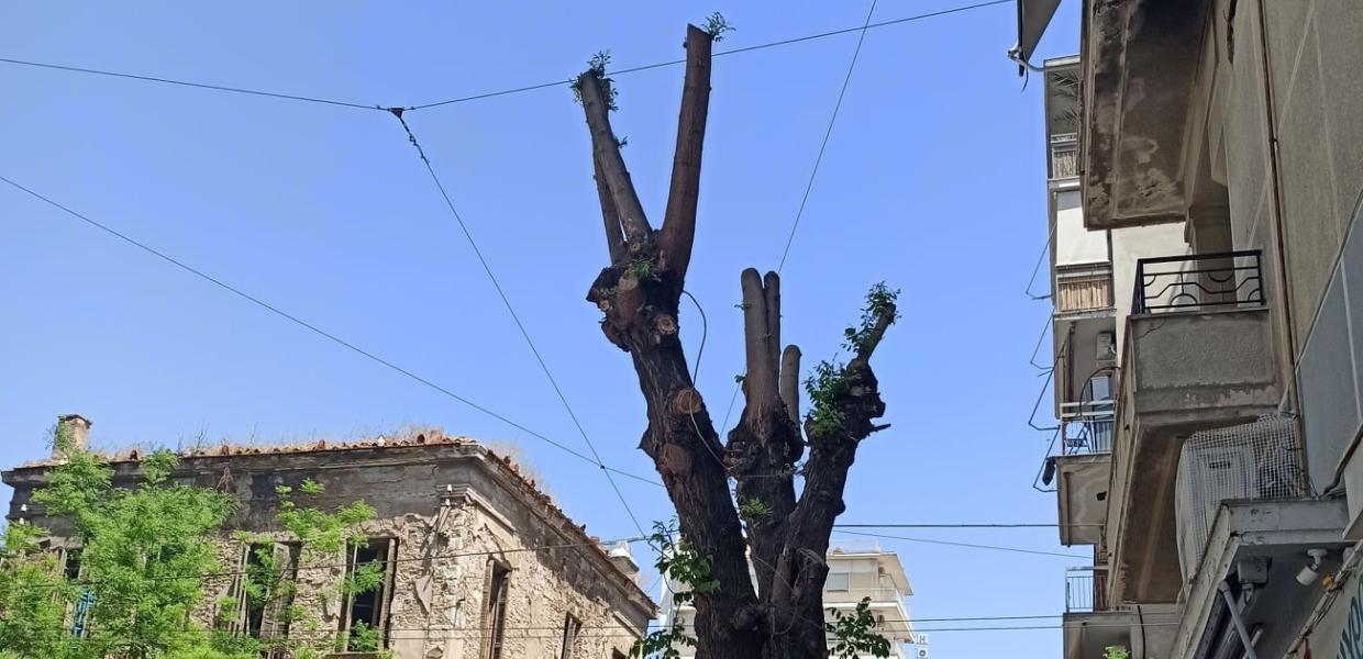 Δέντρα Μπακογιάννη