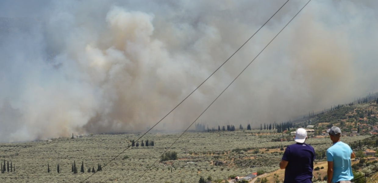 ΑΜΦΙΣΣΑ ΕΛΑΙΩΝΑΣ ΠΥΡΚΑΓΙΑ
