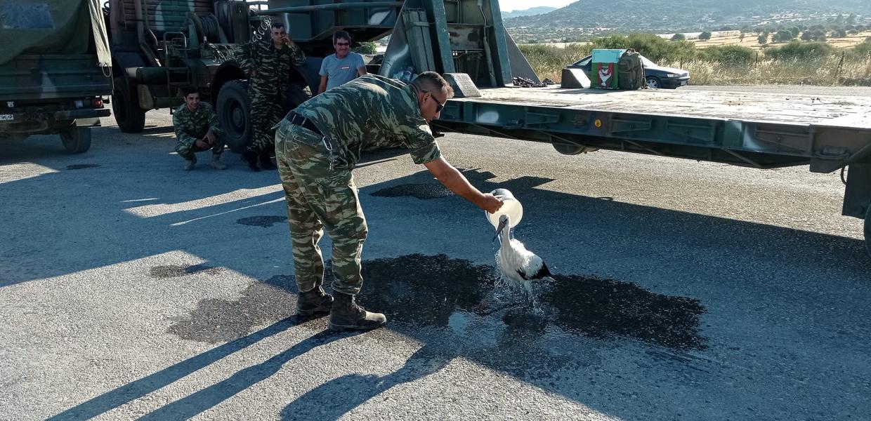 πελαργός
