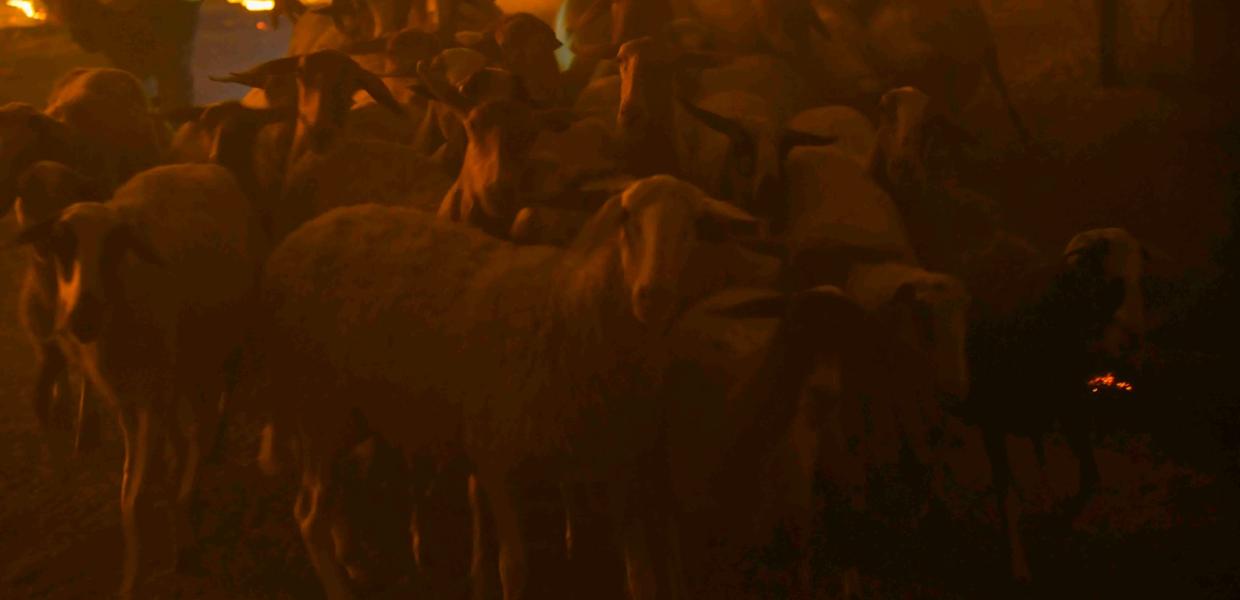 Πρόβατα στην Πεντέλη