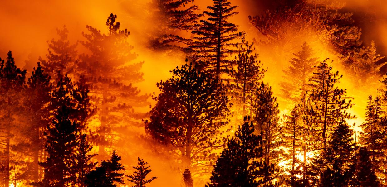 φωτιά δάσος δέντρα