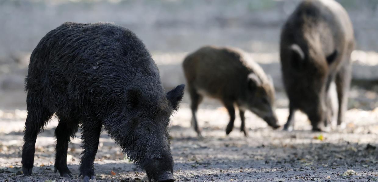 wild boars