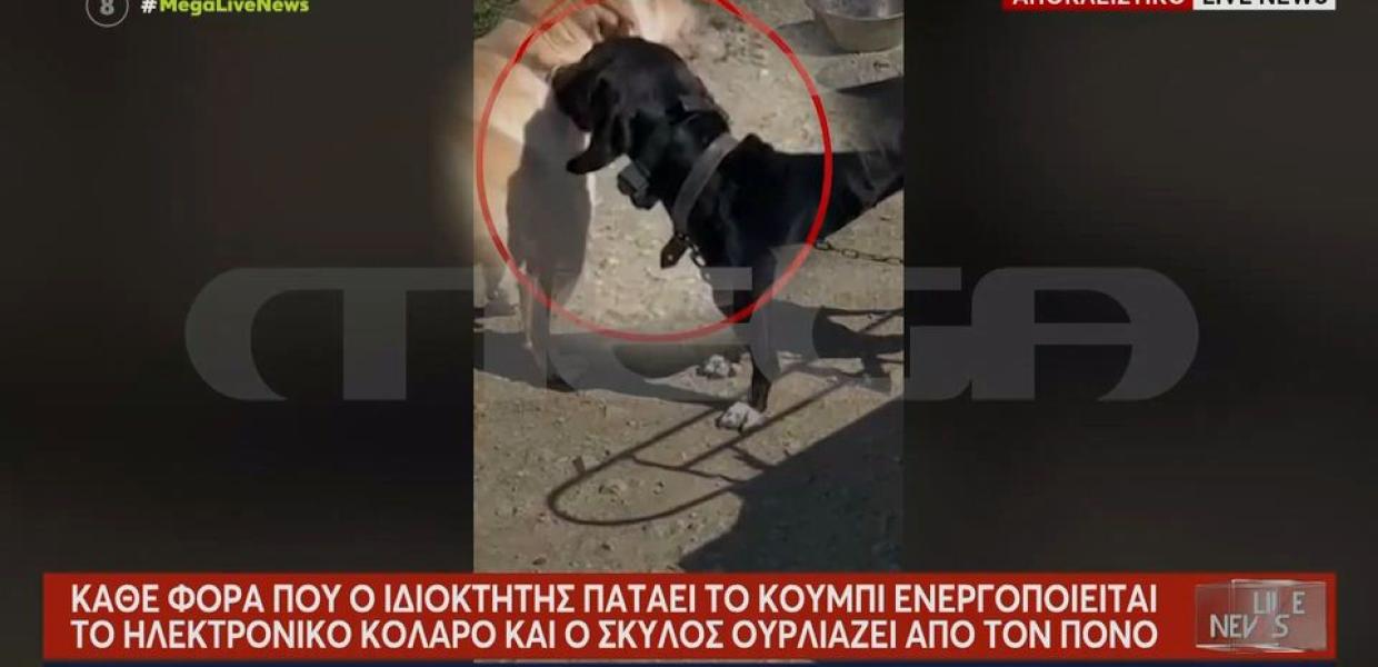 Βασανισμός ζώου