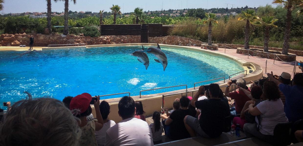 Δελφίνια στο Αττικό Πάρκο